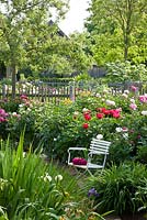 White wooden garden chair in front of flowering peony borders, Cornus kousa, Malus and Robinia