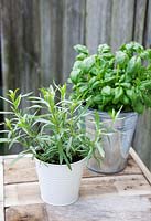 Artemisia dracunculus - French tarragon with basil in the background