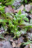 Spinach 'Bordeaux' in frost