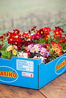 Mixed Polyanthus in a cardboard box