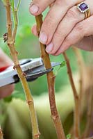 Taking Pelargonium cuttings - Cutting just above a shoot