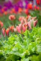 Tulip 'Artist' growing with Lettuce 'Green Oak Leaf'