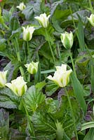 Tulipa 'Spring Green' growing with Mustard 'Osaka Purple'