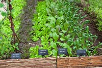 Salad leaves growing in rows at Perch Hill - Mustard 'Red Frills', Lettuce 'Can Can', Mustard 'Red Giant' and Mibuna