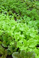 Salad leaves growing in rows at Perch Hill - Lettuce 'Cos Rubens', 'Black Seeded Simpson', 'Cos Freckles' and Mustard 'Golden Streaks'