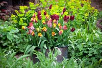 Tulipa 'Bruine Wimpel', Tulipa 'Helmar' and Tulipa 'Jan Reus' in a large container in the oast garden at Perch Hill