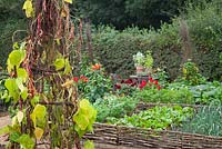 The vegetable garden at Perch Hill in autumn with borlotti beans in the foreground