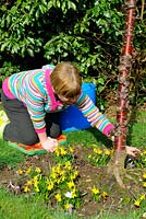 Woman gardener weeding spring bed of Narcissus 'Tete a Tete' and Crocus, March