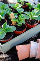 Pots of broad bean seedlings in wooden seed tray, March