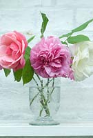 Rosa 'Pink Perpetue', 'Gertrude Jekyll' and 'Iceberg' in a glass vase