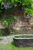 Wistaria floribunda var. violaceoplena on brick wall and water filled stone tub