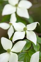 Cornus kousa - Chinese flowering Dogwood