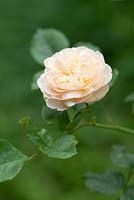 Rosa 'Crocus Rose' syn R. 'Ausquest', a David Austin English rose