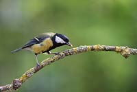 Parus major - Great tit feeding on a mealworm