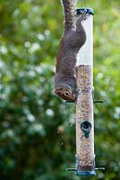 Sciurus carolinensis - Grey squirrel hanging upside down feeding from a bird seed feeder