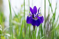 Iris sibirica 'Caesars Brother' - Siberian iris