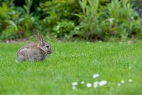 Oryctolagus cuniculus - Rabbit on a lawn