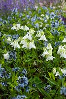 Aquilegia vulgaris 'Munstead White', Amsonia tabernaemontana var. salicifolia and Nepeta