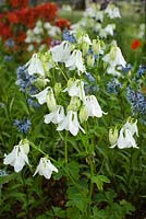 Aquilegia vulgaris 'munstead White' and Amsonia tabernaemontana var. salicifolia