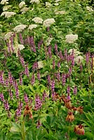 Tanacetum macrophyllum, Campanula trachelium and Stachys sylvatica, Peony seedheads in foreground