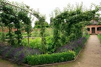 Apple arches with box and lavender hedges in the walled kitchen garden at Tatton Park