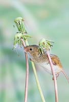Micromys minutus - Harvest Mouse