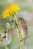 Micromys minutus - Harvest Mouse