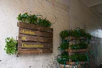 'Garden of Disorientation' - Pop-up mojito bar in a former slaughterhouse in Charterhouse Street, Smithfields, City of London where pots of Mints are displayed in pallets. The mint shown is Moroccan Spearmint - Chelsea Fringe Festival, London 2012
