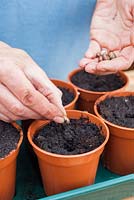 Step by step - planting Ricinus Carmencita 'Bright Red' from seed