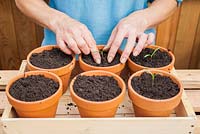 Step by step - Planting, growing on, dividing and repotting Cosmos 'Sweet Sixteen' 