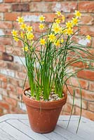 Step by step - Planting container of Narcissus