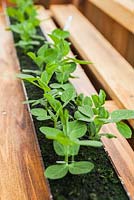 Step by step - Planting and growing on Pea 'Lincoln' seeds