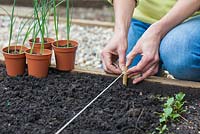 Step by step - Planting out Leeks 'Musselburgh' in raised bed