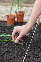 Step by step - Planting out Leeks 'Musselburgh' in raised bed