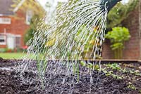 Step by step - Planting out Leeks 'Musselburgh' in raised bed, watering in