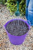 Step by step - Planting Carrots 'Nantes Frubund' in container, watering in