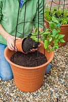 Step-by-step Planting an orange and blue themed container - Planting 