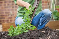 Step-by-step Planting out gutter grown pea plants in raised vegetable bed - Tipping plants into prepared soil 