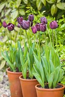 Step-by-step Tulipa 'Queen of Night' 