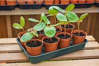 Step-by-step growing Ricinus Carmencita 'Bright Red' - Seedlings in greenhouse 