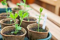 Step-by-step - Growing Sweet Peas 'Royal Mixed' in pots in biodegradable pots in greenhouse