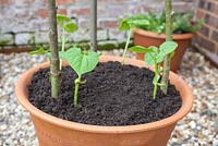 Step-by-step - Planting out Borlotto 'Firetongue' in container with wooden plant supports