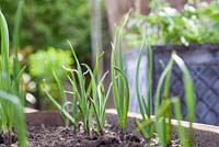 Step-by-step - Garlic 'Arno' and Shallots 'Red Sin' in raised vegetable bed 
