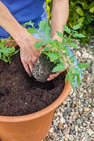 Step by step - repotting Tomato 'Tumbling Tom Red'