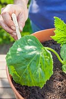 Step by step - Repotting Cucumber 'Mini' plant