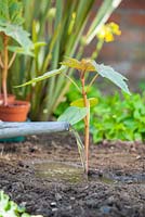 Step by step - Planting out Ricinus communis 'Carmencita' in border, watering in 
