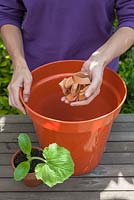 Step by step - Re-potting Courgettes 'Buckingham'