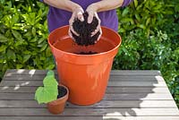 Step by step - Re-potting Courgettes 'Buckingham'