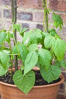 Step by step - growing Borlotto bean 'Firetongue' in container
