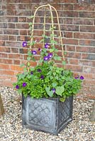 Purple themed summer container with Morning Glory 'Star of Yelta' and Petunia 'Shockwave Denim'
